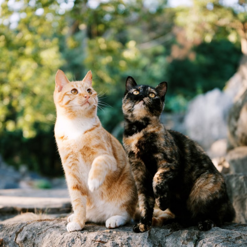 Cat Health
